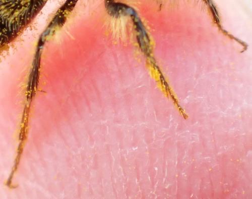 Andrena sp.